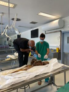 UPA-UltraDissection-Gallery- (12)