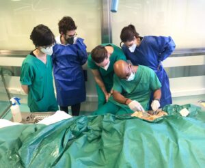 UPA-UltraDissection-Gallery- (14)