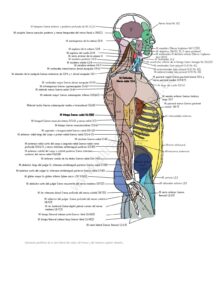 UPA-Ultradissection-Carrusel-anatomía- (1)