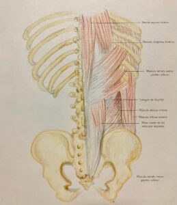 UPA-Ultradissection-Carrusel-anatomía- (10)