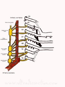 UPA-Ultradissection-Carrusel-anatomía- (11)