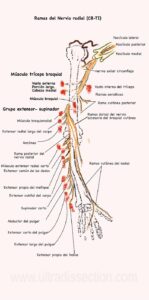 UPA-Ultradissection-Carrusel-anatomía- (12)