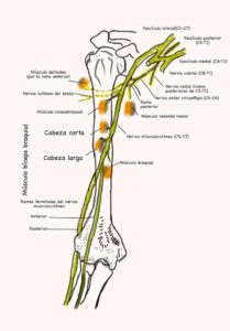 UPA-Ultradissection-Carrusel-anatomía- (13)