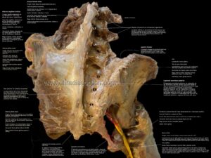 UPA-Ultradissection-Carrusel-anatomía- (14)
