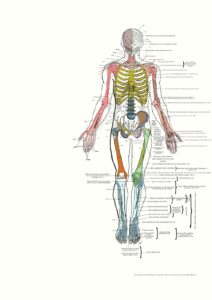 UPA-Ultradissection-Carrusel-anatomía- (2)