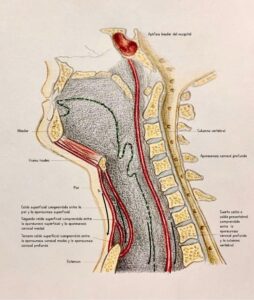 UPA-Ultradissection-Carrusel-anatomía- (3)
