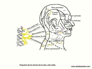 UPA-Ultradissection-Carrusel-anatomía- (5)