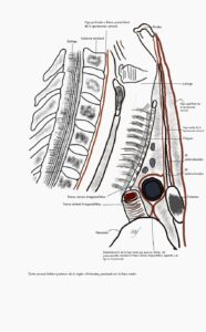 UPA-Ultradissection-Carrusel-anatomía- (6)