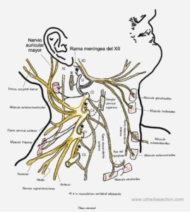 UPA-Ultradissection-Carrusel-anatomía- (7)