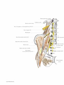 UPA-Ultradissection-Carrusel-anatomía- (8)