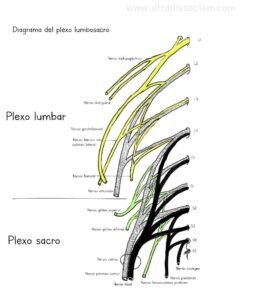 UPA-Ultradissection-Carrusel-anatomía- (9)