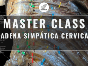 Masterclass 10 | Cadena Simpática Cervical
