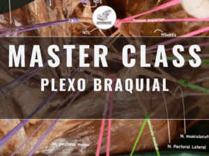Masterclass 25 | Plexo Braquial