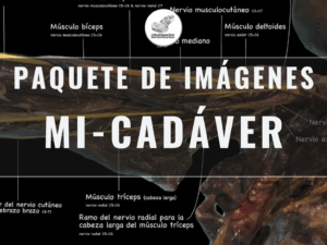 Paquete de Imágenes – Miembro Inferior en Cadáver (Nervios y Abordajes Guiados)