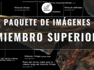 Paquete de Imágenes – Miembro Superior (Anatomía, Nervios y Abordajes)