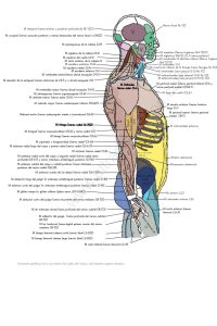 UPA-Ultradissection-Carrusel-anatomía- (1)