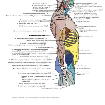 UPA-Ultradissection-Carrusel-anatomía- (1)