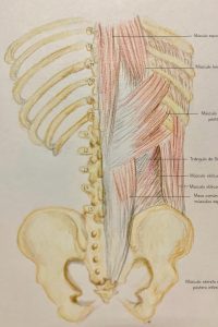 UPA-Ultradissection-Carrusel-anatomía- (10)