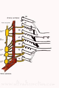 UPA-Ultradissection-Carrusel-anatomía- (11)