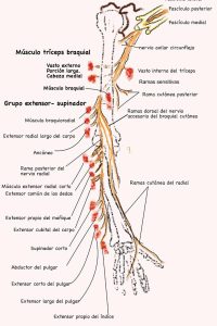 UPA-Ultradissection-Carrusel-anatomía- (12)