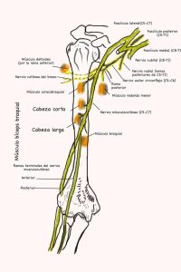 UPA-Ultradissection-Carrusel-anatomía- (13)