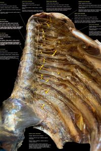 UPA-Ultradissection-Carrusel-anatomía- (15)