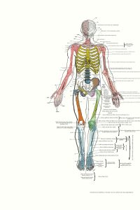 UPA-Ultradissection-Carrusel-anatomía- (2)