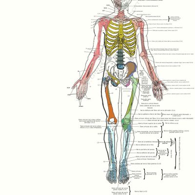 UPA-Ultradissection-Carrusel-anatomía- (2)