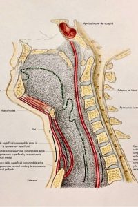 UPA-Ultradissection-Carrusel-anatomía- (3)