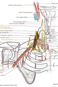 UPA-Ultradissection-Carrusel-anatomía- (4)