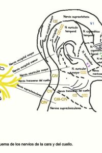 UPA-Ultradissection-Carrusel-anatomía- (5)
