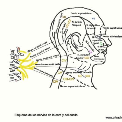 UPA-Ultradissection-Carrusel-anatomía- (5)