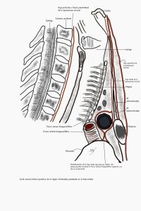UPA-Ultradissection-Carrusel-anatomía- (6)
