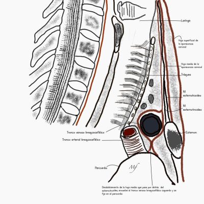 UPA-Ultradissection-Carrusel-anatomía- (6)