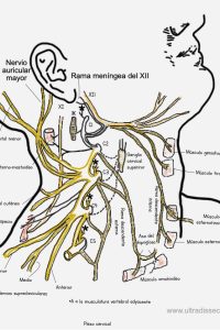 UPA-Ultradissection-Carrusel-anatomía- (7)