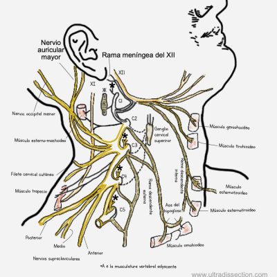UPA-Ultradissection-Carrusel-anatomía- (7)