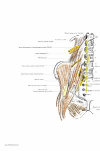 UPA-Ultradissection-Carrusel-anatomía- (8)