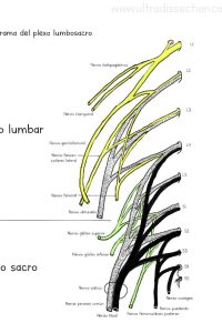 UPA-Ultradissection-Carrusel-anatomía- (9)